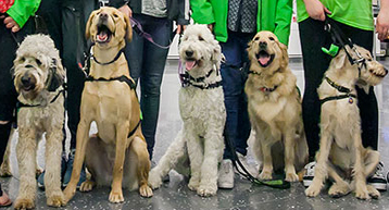 special assistance dogs dublin airport